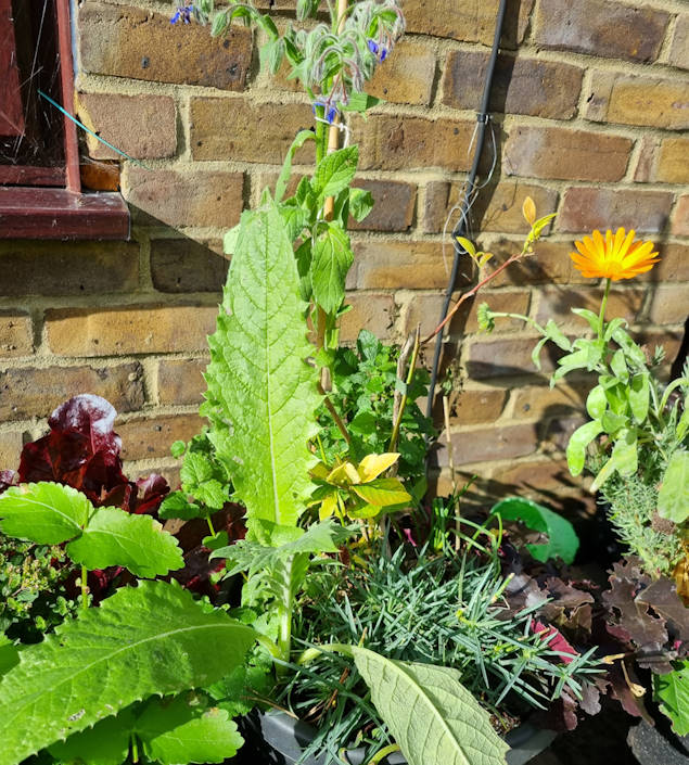 plants and veg in a large pot