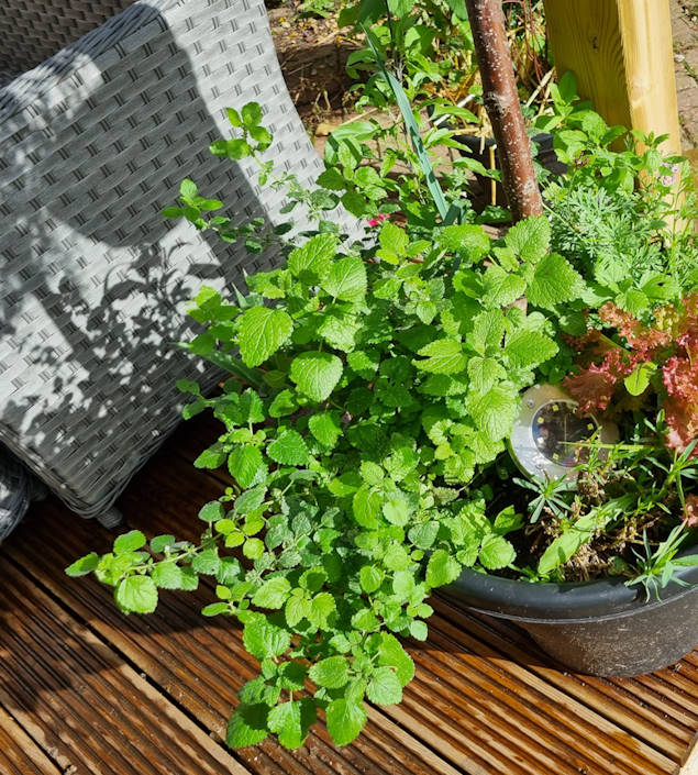 plants and veg in a large pot