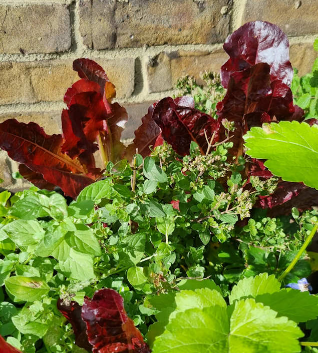 plants and veg in a large pot