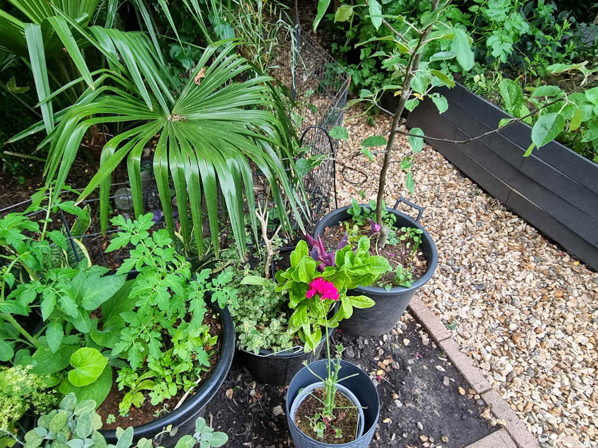 photo of some flowers and veg in a large pot