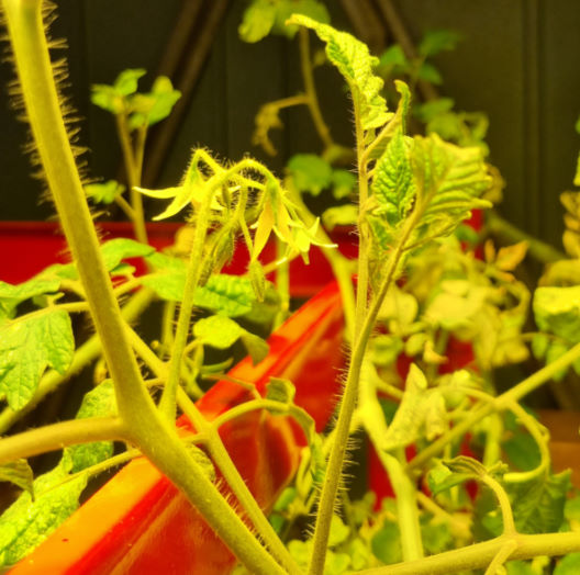 tomato plant with flowers